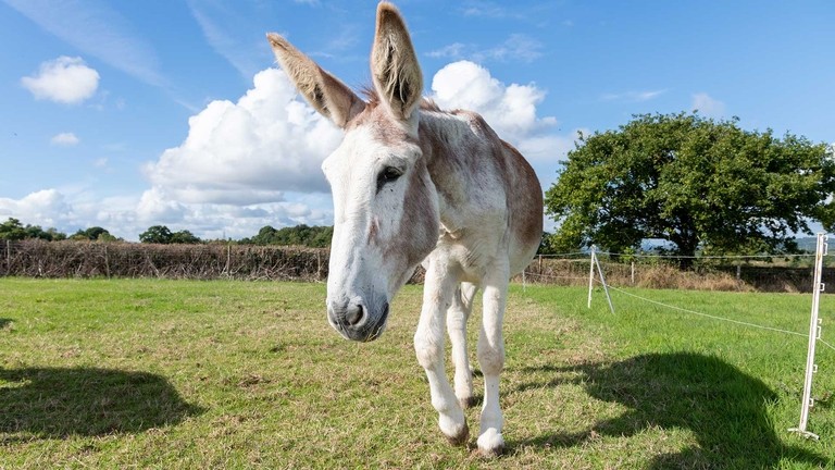 Donkey known as S4 now safe at The Donkey Sanctuary.
