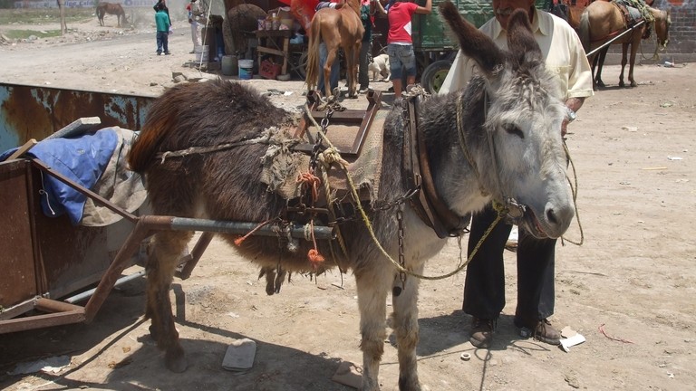 Donkeys at Coacalo rubbish dump in Mexico.