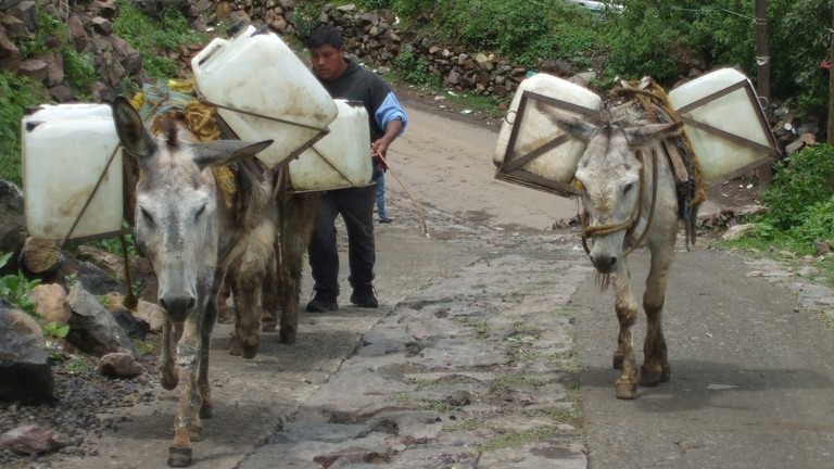 Donkeys carrying water in Mexico.
