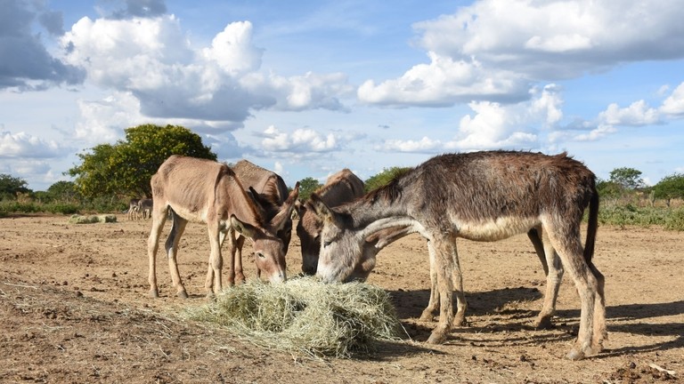 Donkeys eating hay in Brazil holding pen.