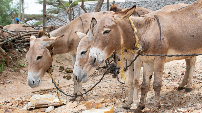 Donkeys feeding on bran providing by The Donkey Sanctuary Kenya.