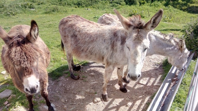 Rescue donkeys Ocean, Isla and Valley.