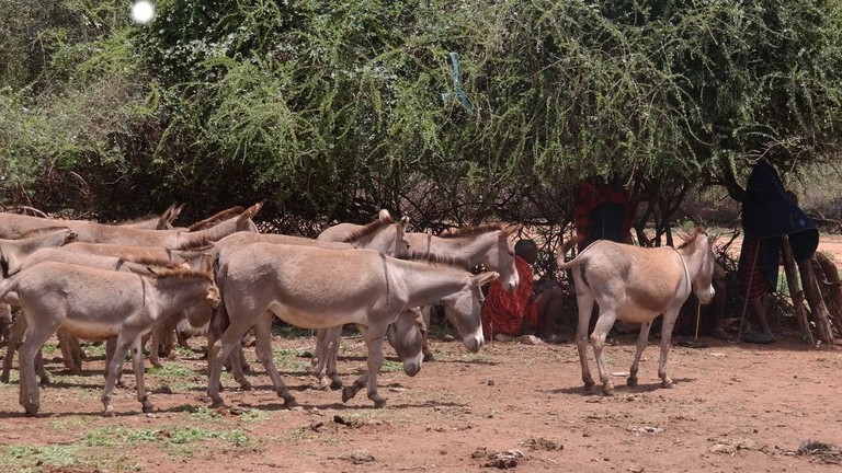 Donkeys returned back to their owners by local security guards.