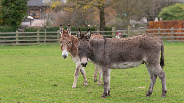 Dougie and friend Dibble at NAU Sidmouth.