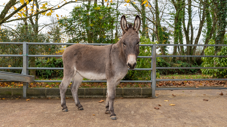 Dougie the Donkey at the Sidmouth New Arrivals Unit.