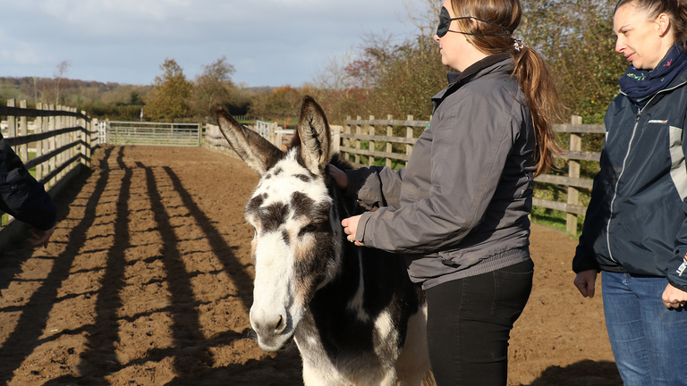 Equine welfare officer blindfolded whilst touching donkey during DAA session.