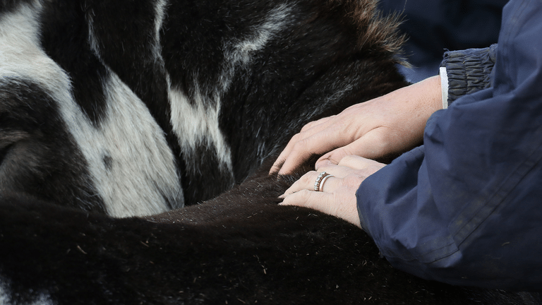 Equine Welfare Officer touching donkey during donkey assisted activities session.