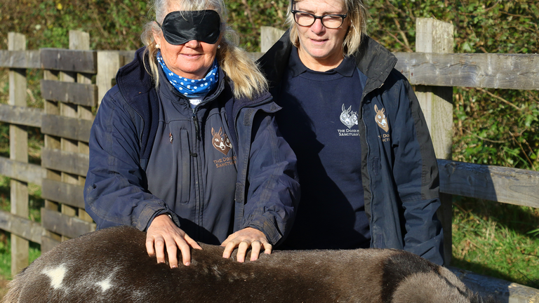 Donkey Sanctuary equine welfare officers during donkey assisted activities session.