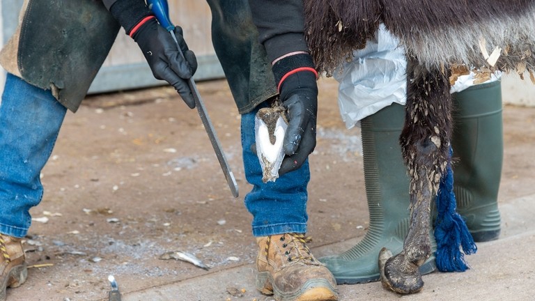 Farrier cutting overgrown hooves