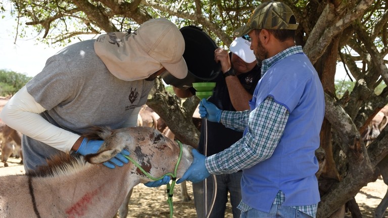 Gabriel receives nasogastric intubation in Brazil.