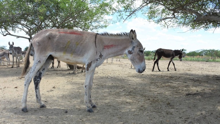 Very thin donkey Gabriel in Brazil.