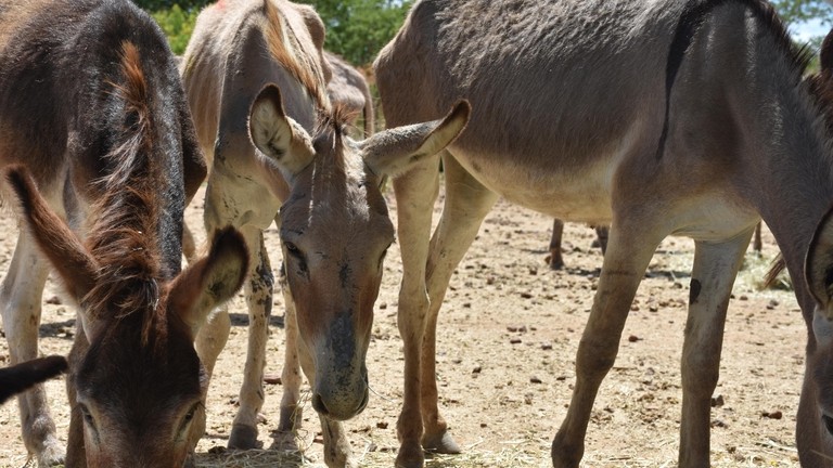 Gabriel trying to forage in Brazil holding pen.