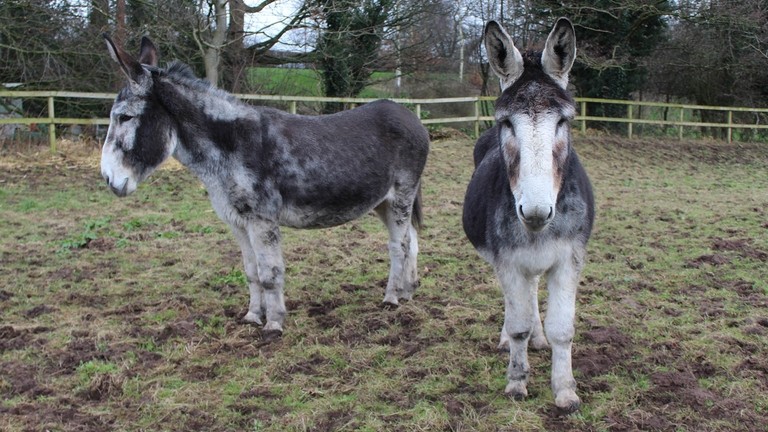 Henry and James help Gerald overcome loss.