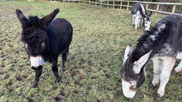 Henry and James help Gerald overcome loss.