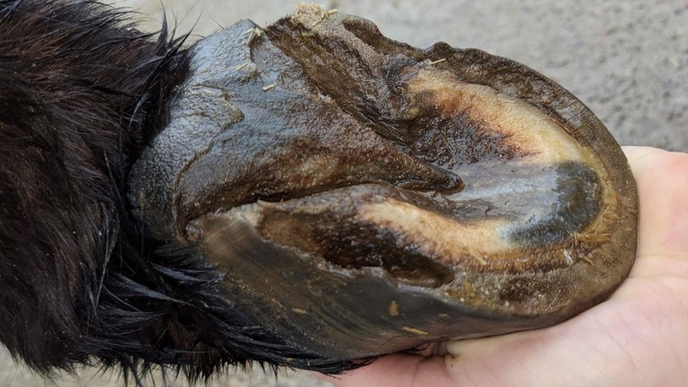 Holes in hoof caused by white line disease.