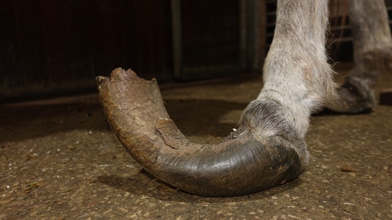 Rescue donkey Isla's overgrown hooves.