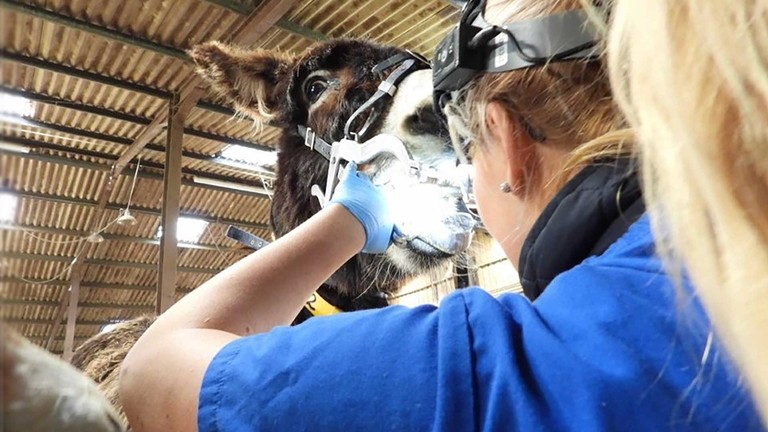Katie Read carrying out dental work.