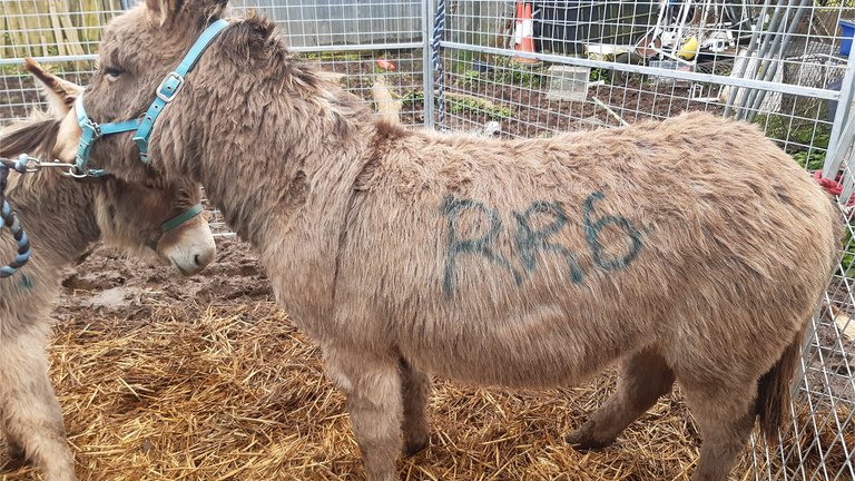 Rescue donkey Charles living in dangerous conditions.
