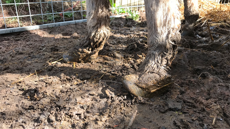 Rescued donkey with long twisted hooves.