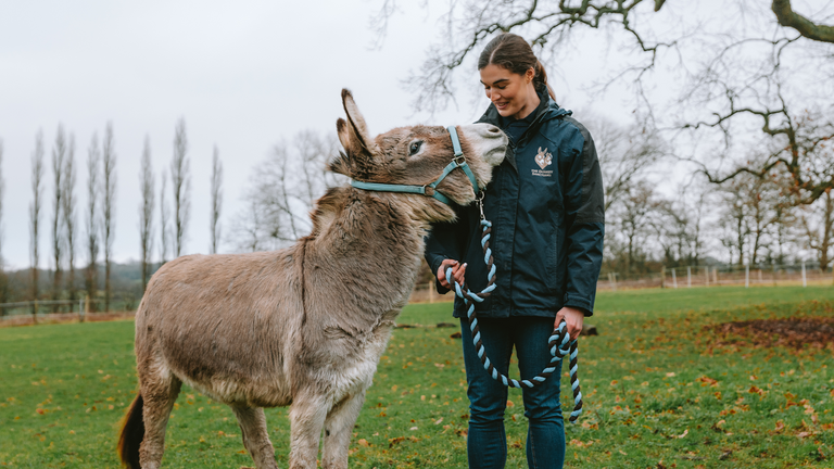 Donkey welfare advisor Hannie with rescued donkey in field.