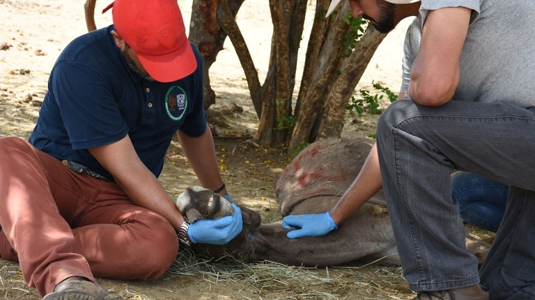 Mae the donkey's last moments in Brazil holding pen.