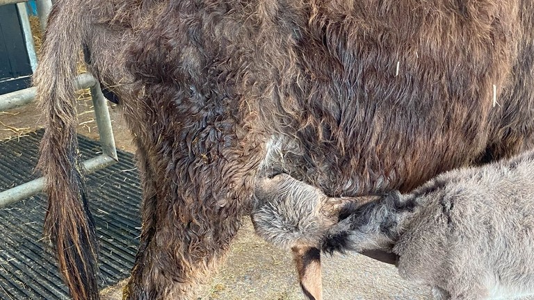 Orphaned foal Milana thriving in sanctuary care.