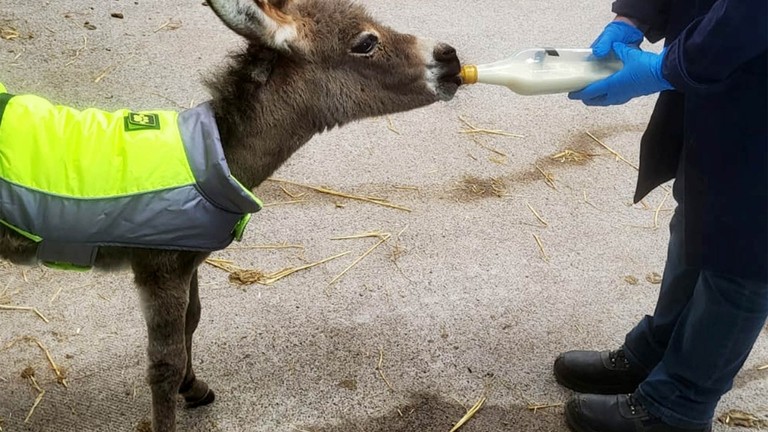 Orphaned foal Milana thriving in sanctuary care.