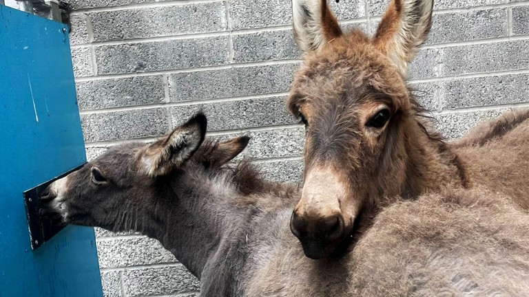 Orphaned foal Milana thriving in sanctuary care.