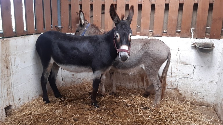 Molly and Maple before rescue.