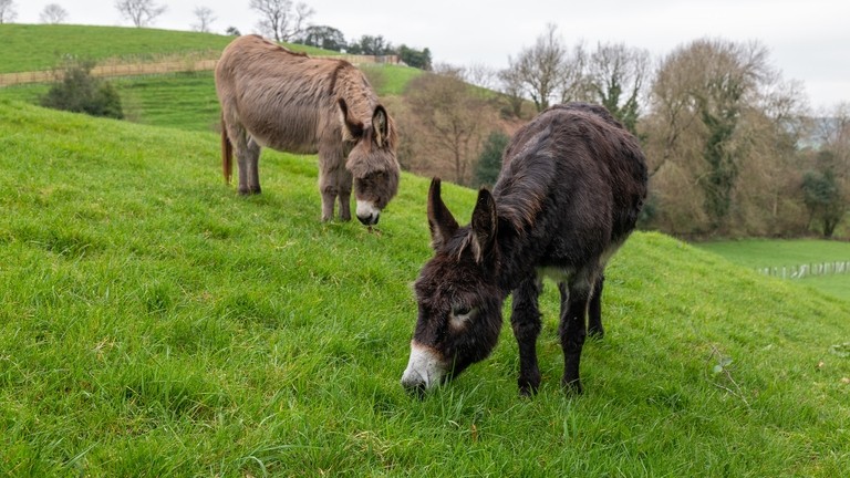 Molly and Maple grazing in a field.