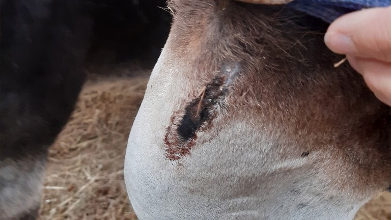 Molly with open sore on her face.