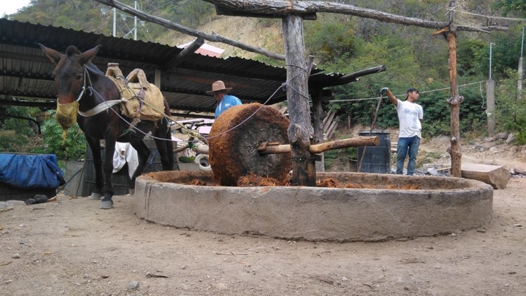 Mule grinding piñas for mezcal, Mexico.