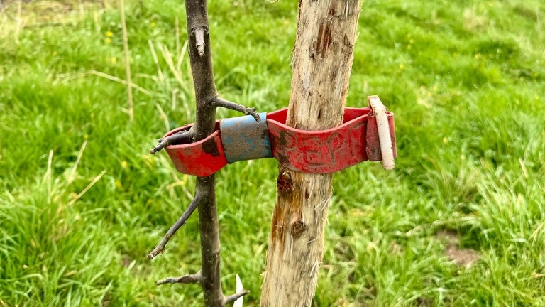 A-peeling project to enhance Town Barton orchard.