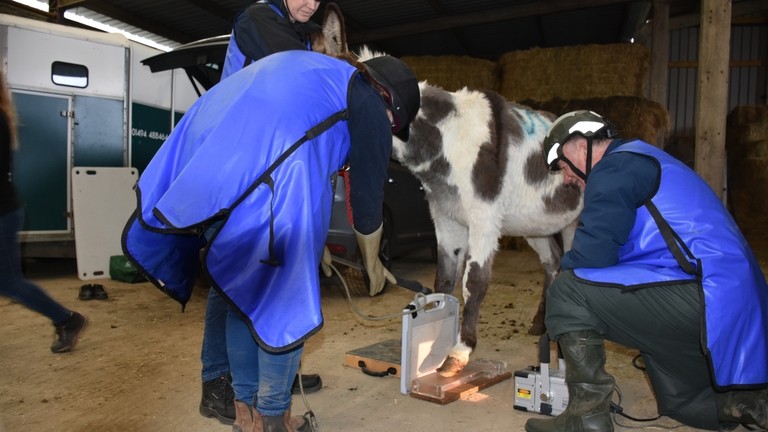 One of the Surrey rescue donkeys having a foot x-ray.
