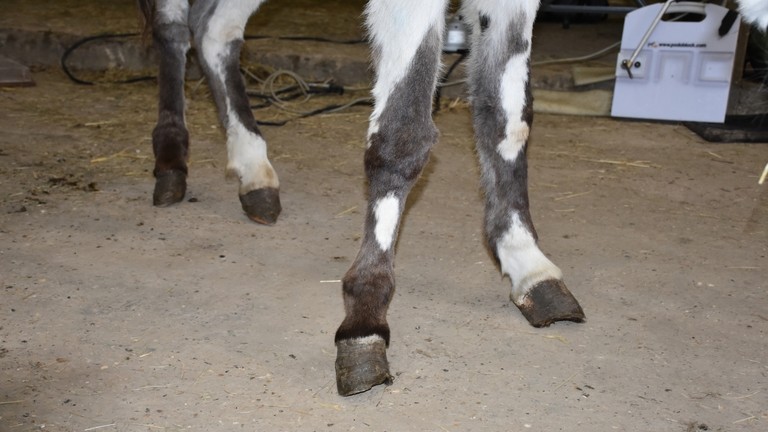 One of the Surrey rescue donkey's overgrown hooves.