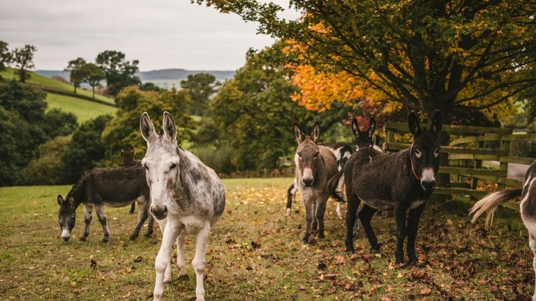 Donkeys at Paccombe farm in Autumn