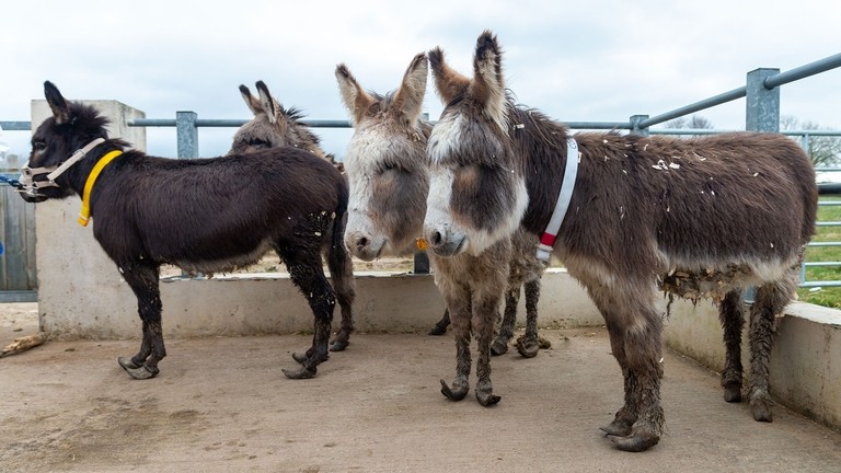 Rescued donkeys at New Arrival Unit awaiting farriery.