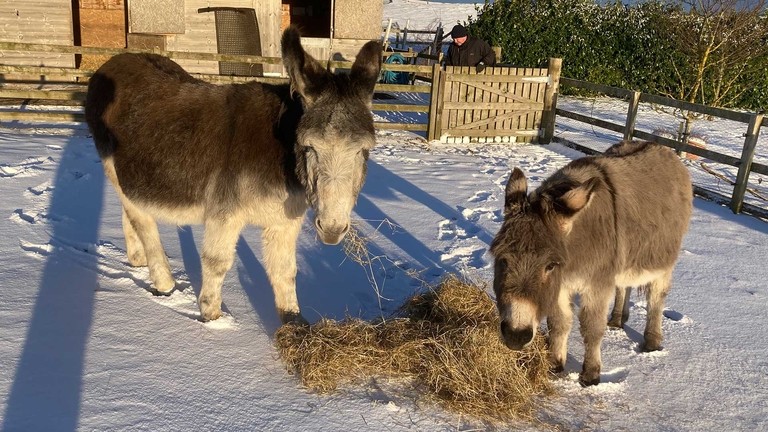 Raffles and Bob in the snow.