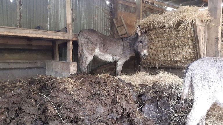 The owner explained they were unable to provide to the care the donkeys needed, and agreed to relinquish them into the care of The Donkey Sanctuary. 
