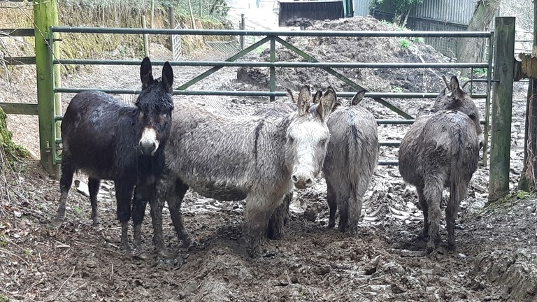 Rosie, Maggie, Seagull, Bluebell and Hugo at rescue location.