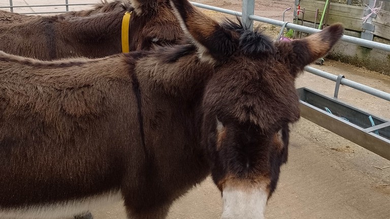 Rosie finds sanctuary among Devon herd.