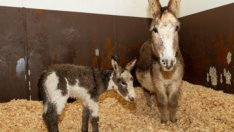 Rosie and her new foal.