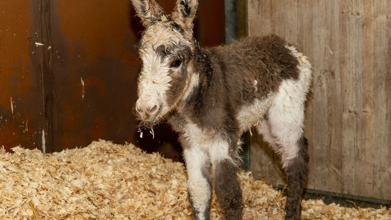 Rosie and her new foal.