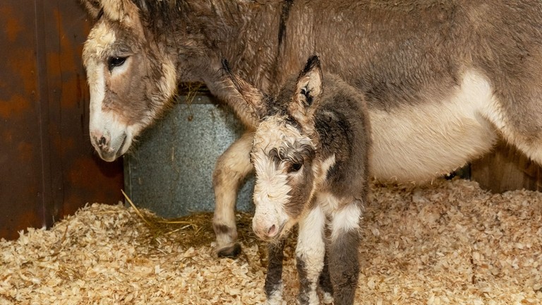 Rosie and her new foal.
