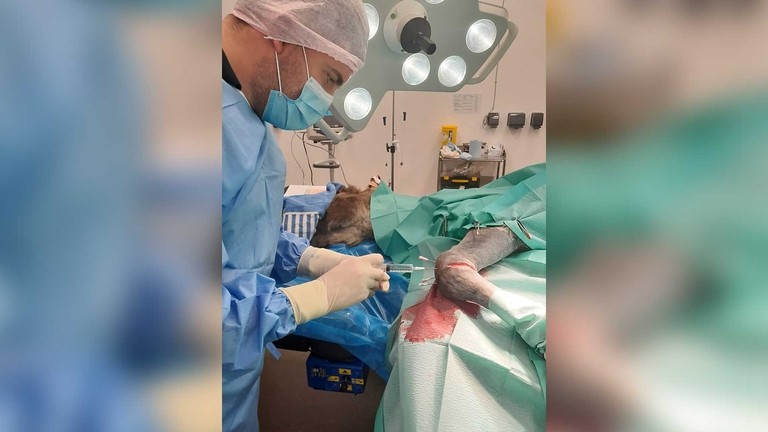 Veterinary Surgeon Jamie Forrest operating on Sean.