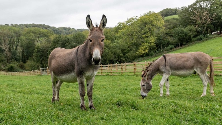 Sean and other donkey at the donkey at Hurfords Farm.
