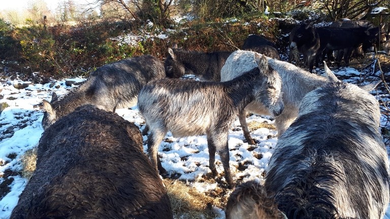 Seven foals Ireland rescue case.