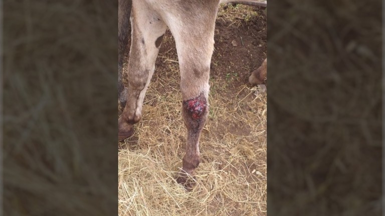 Close up of donkey wound after rescue, South Africa NSPCA.