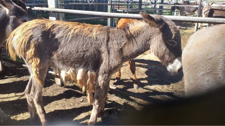 Donkey with patchy coat after rescue, South Africa NSPCA.