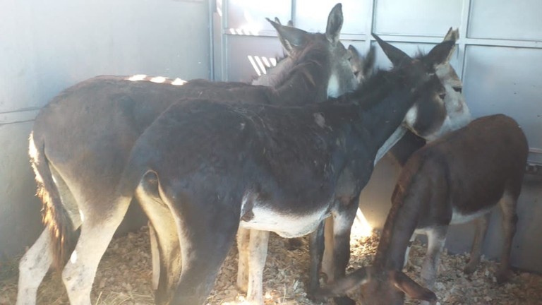 Donkeys in truck during rescue, South Africa NSPCA.